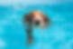 Golden Retriever Playing in the Pool.jpg