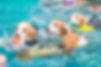 Group of cute beagle dog playing toy in the swimming pool.jpg