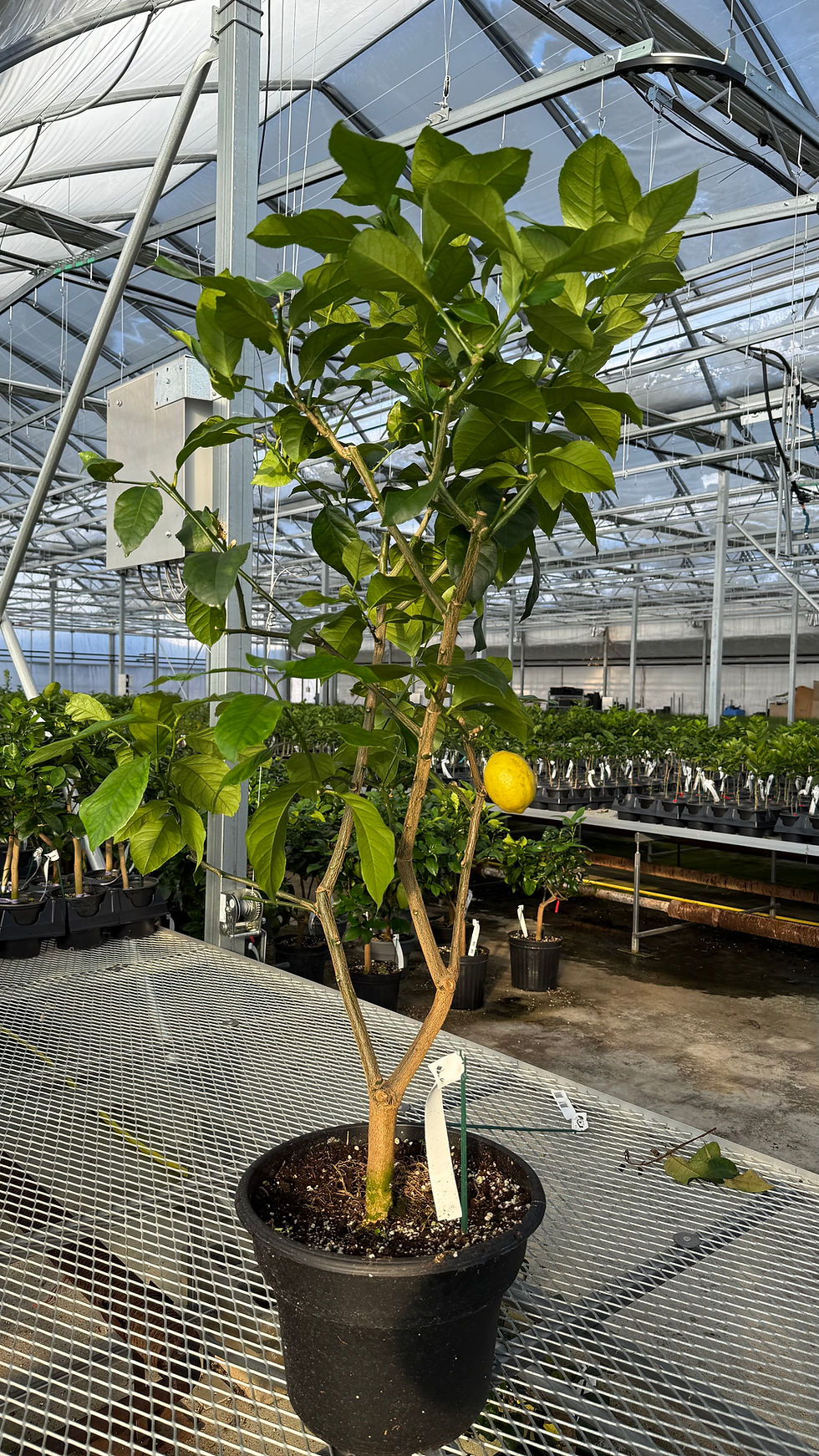 Miniature : Citron Eureka