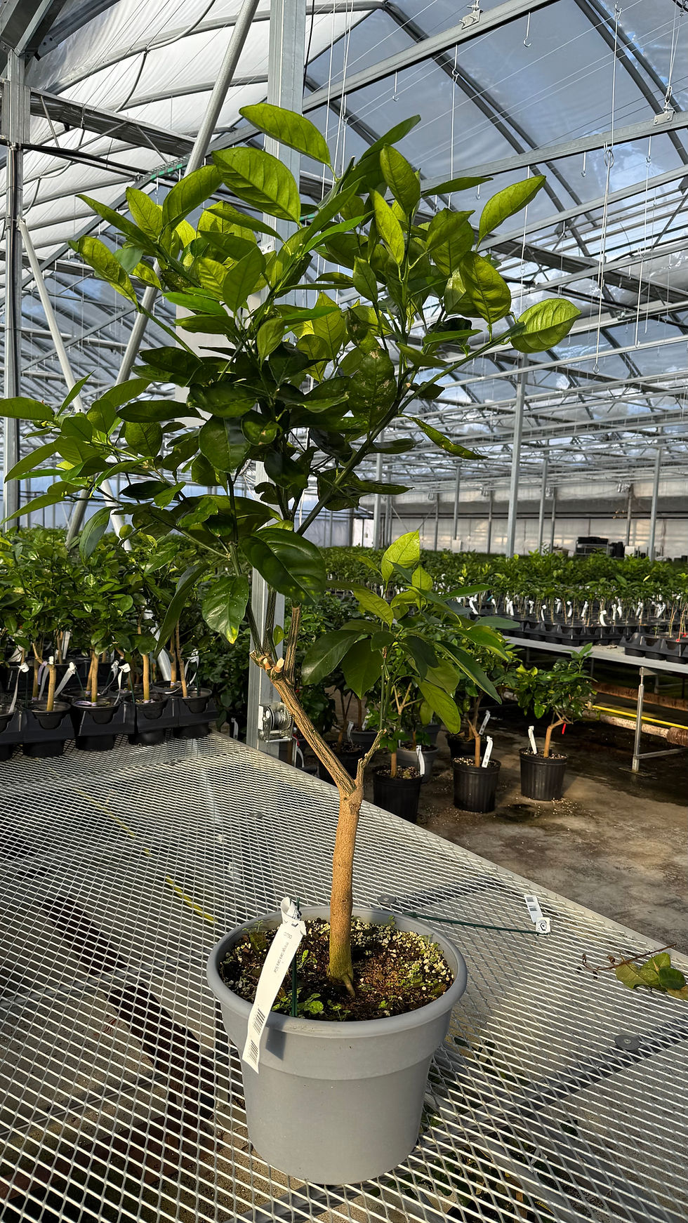 Miniature : Oranger Cara Cara