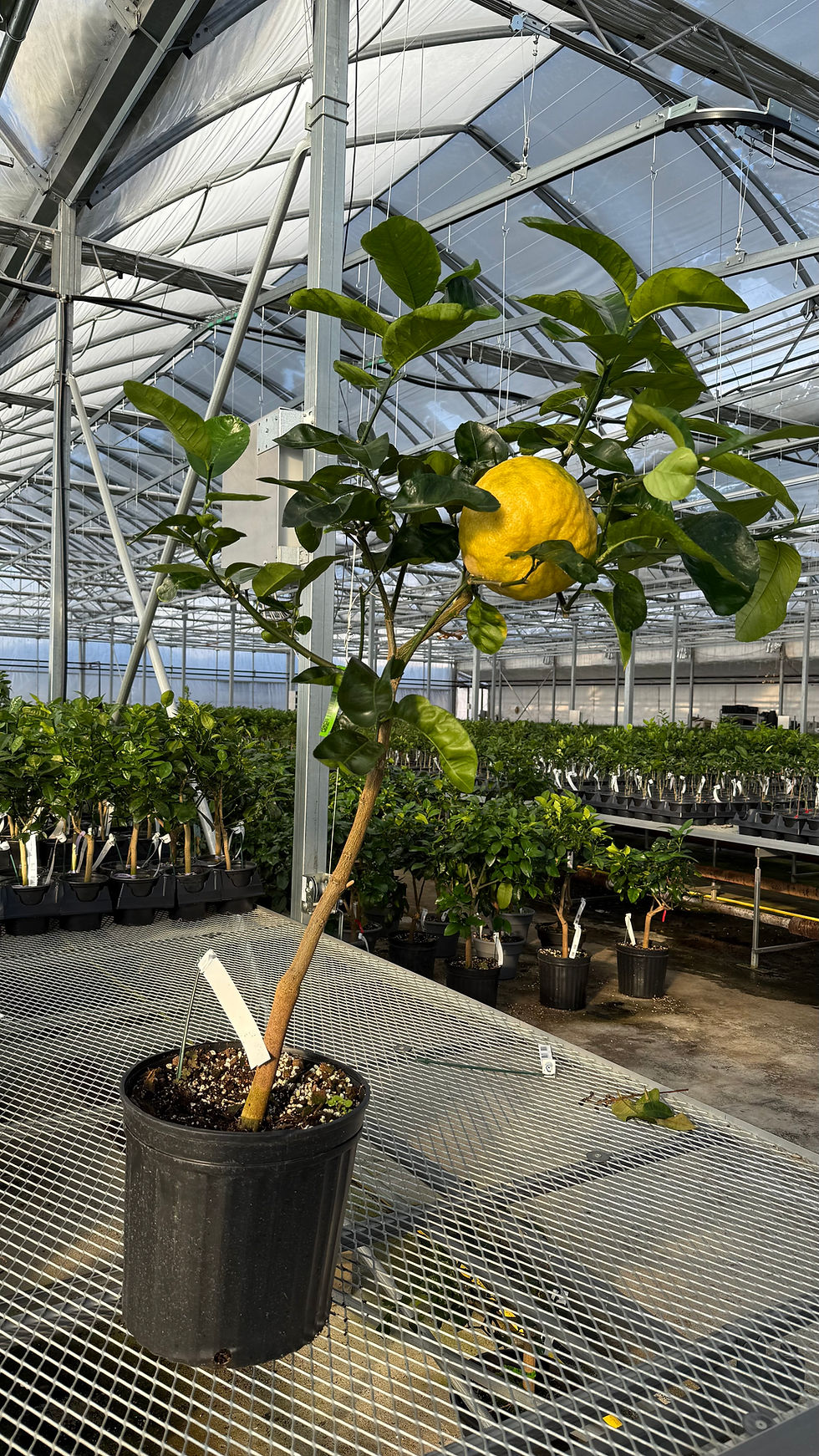 Miniature : Citron Ponderosa 