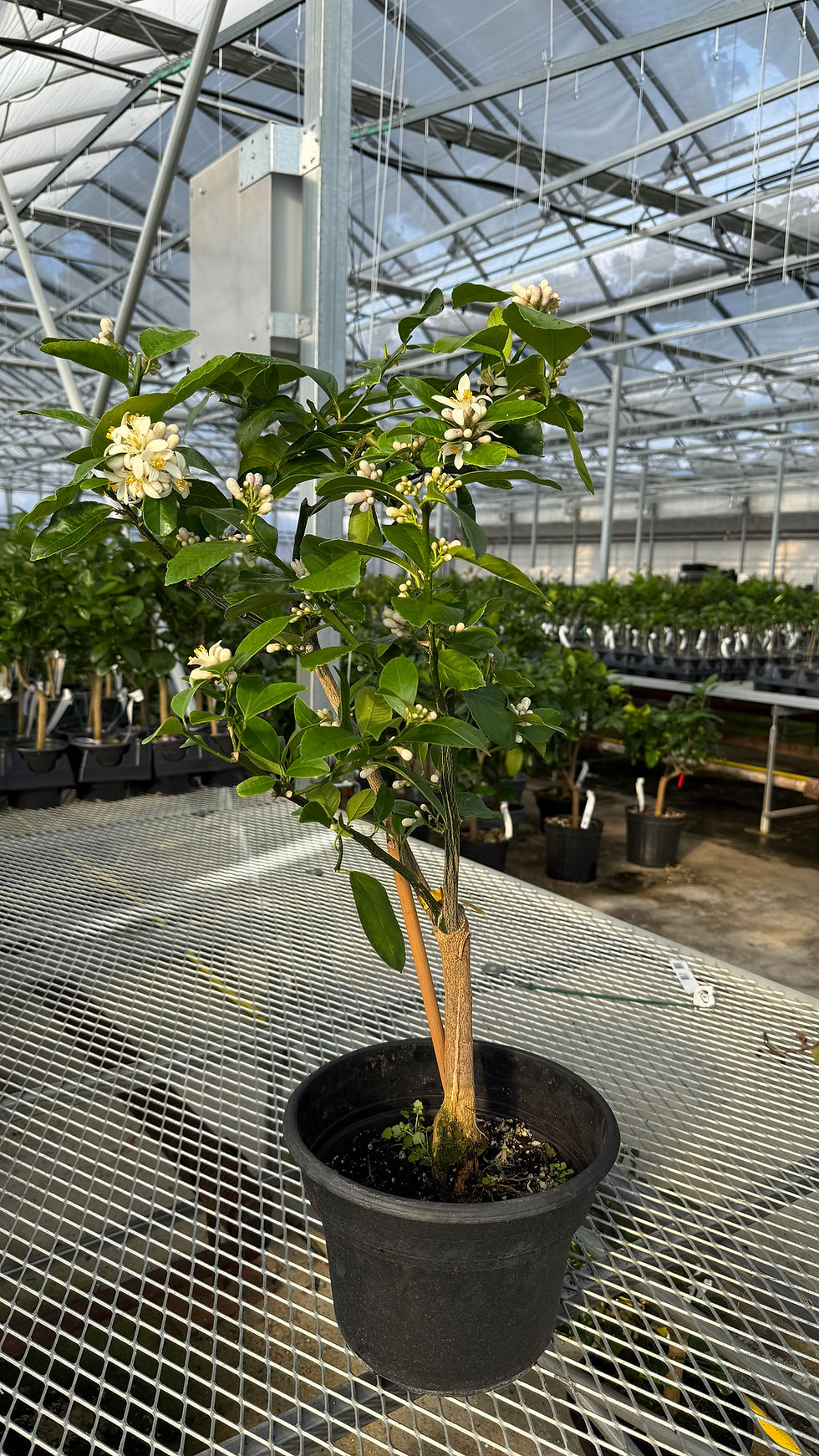 Miniature : Citron Meyer 