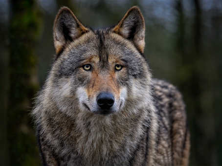 I am Wolf - On Names and Archetypes