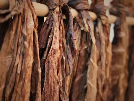 Connecticut Shade Wrappers: Silky and Subtle