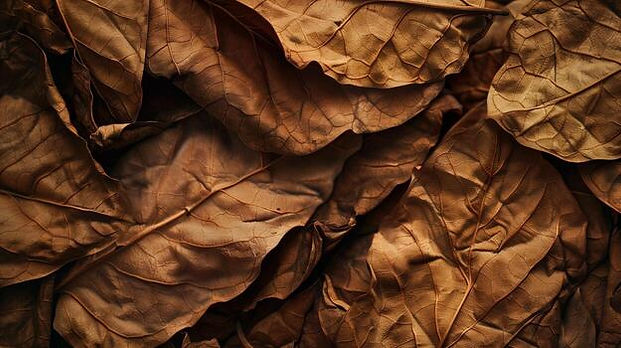 tobaccoleaves.jpg