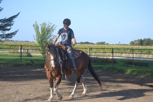 7 Things You Should Be Looking for When Searching for a Horse Trainer