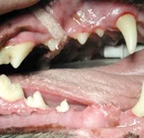 After dental