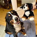 Ollie Testimonial for Dr. Mansum Yau's Canine Massage in Vancouver, BC