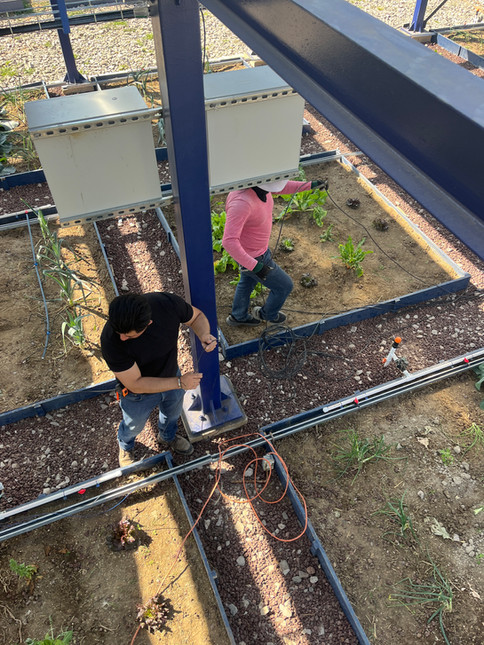 Instalación de parcelas agrícolas bajo paneles solares.