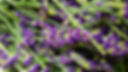 lavender20230909_170720_edited.jpg