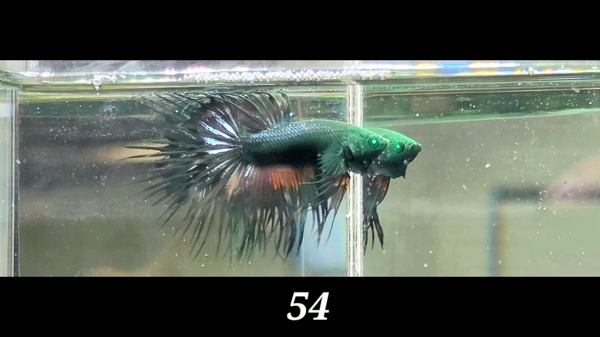 54- Half Moon Crowntail Hulk