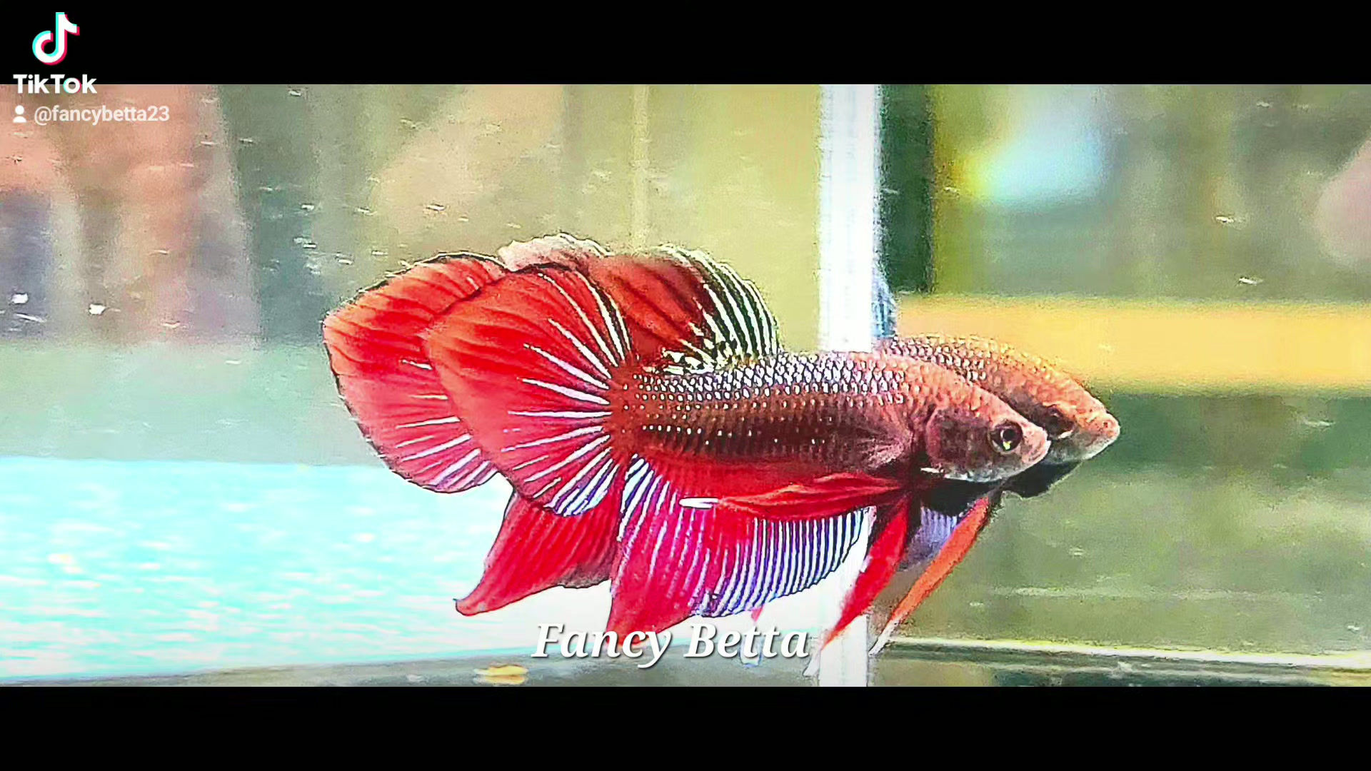 18 - Plakat Red Splendens