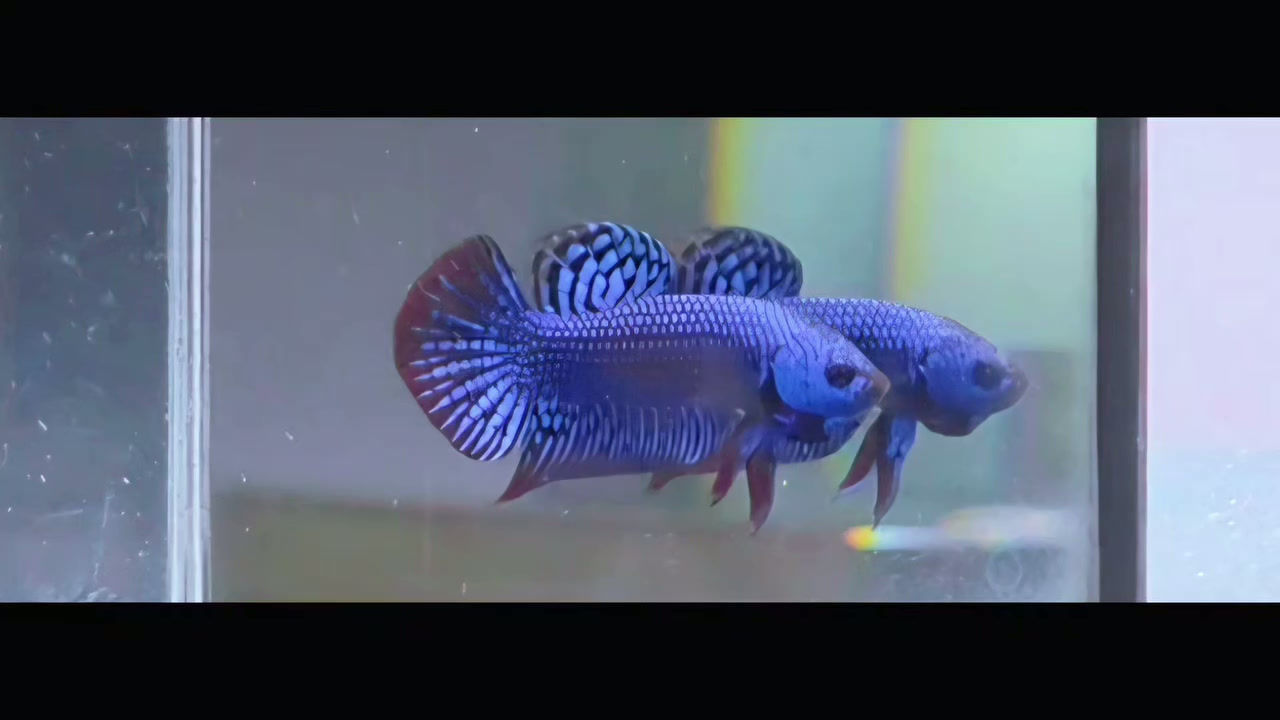 61 - Plakat Blue Alien
