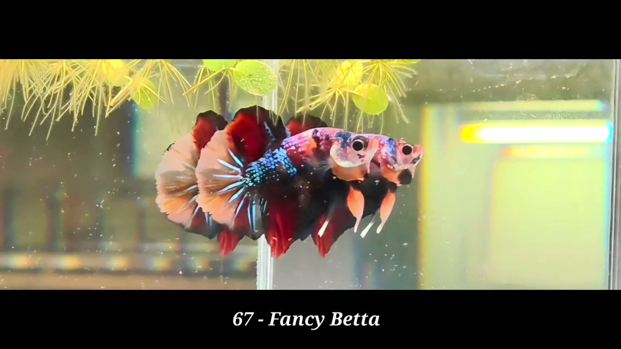 67 - Plakat Multicolor