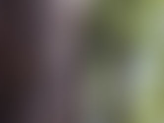 Butterflies, lizards, cicadas and a solid donk on the head