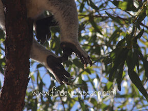 Magnetic Island - wildlife wonderland