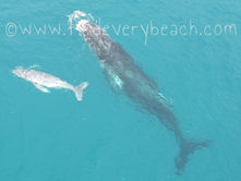 Albino Humpback Whale calf with mother