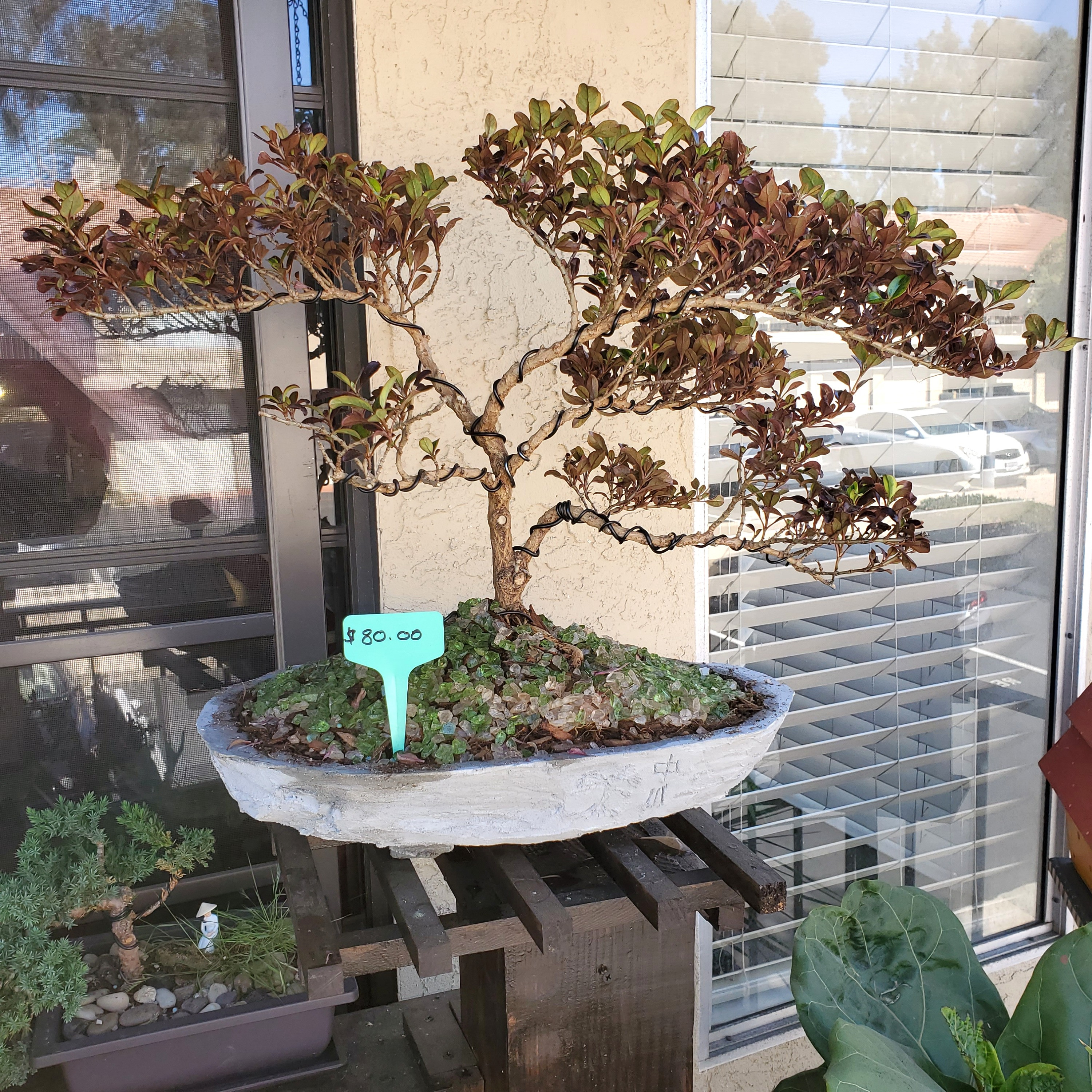 Scarlet O'Hara Bonsai