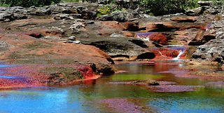 Vida de colores