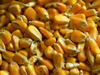 Swipe Right on this Phenotype