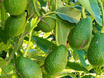 Can a Supercomputer Save Florida's Avocados?