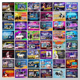 Various dog show champion images with text: Reserve Grand, 7th Overall, Champion