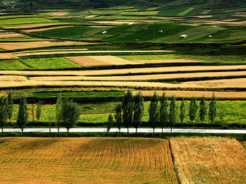 China: Stuck Between Corn and COVID