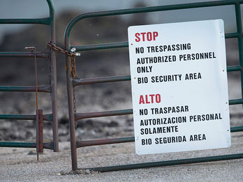 Bird Flu Spreads its Wings