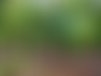 Ivory Coast Cocoa Crop Looks Less Than Sweet