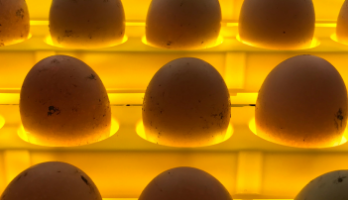 Who Run the (Egg) World? Girls.