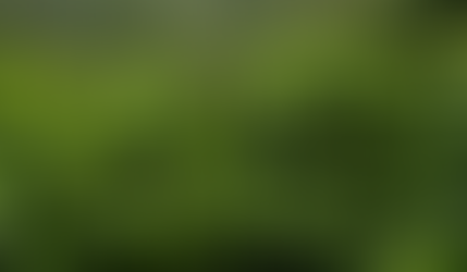 Hurricanes in Honduras Hammer Coffee Crop