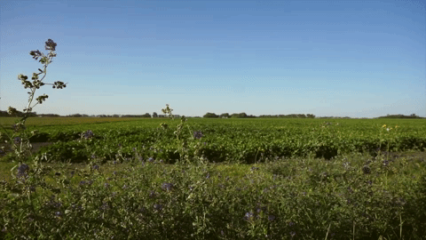 Ag Aviation YouTube Channel