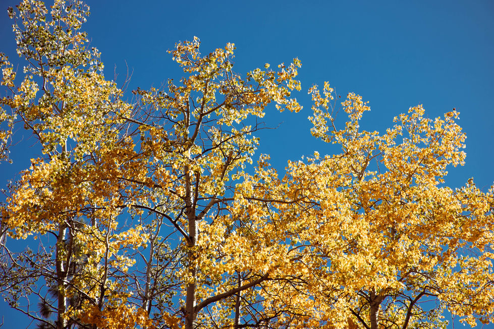 mindianajones-tahoe-fall-fallenleaflake-23