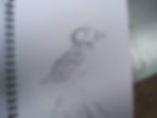 penguiwin.jpg
