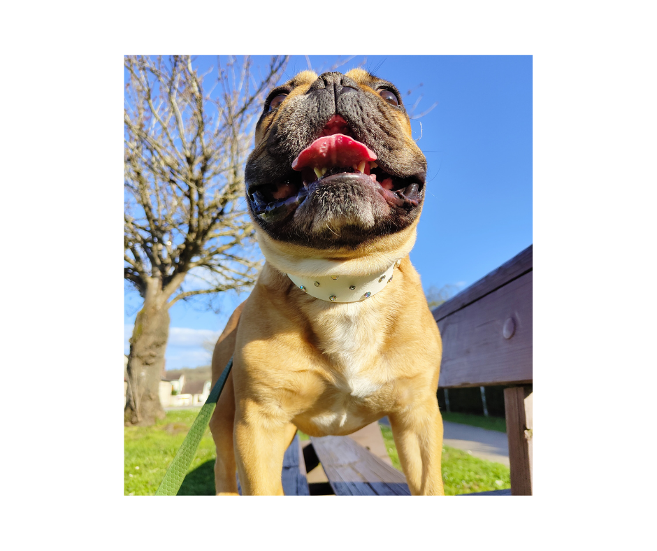 Miniature : sanji qui porte lecollier pour chien en Biothane