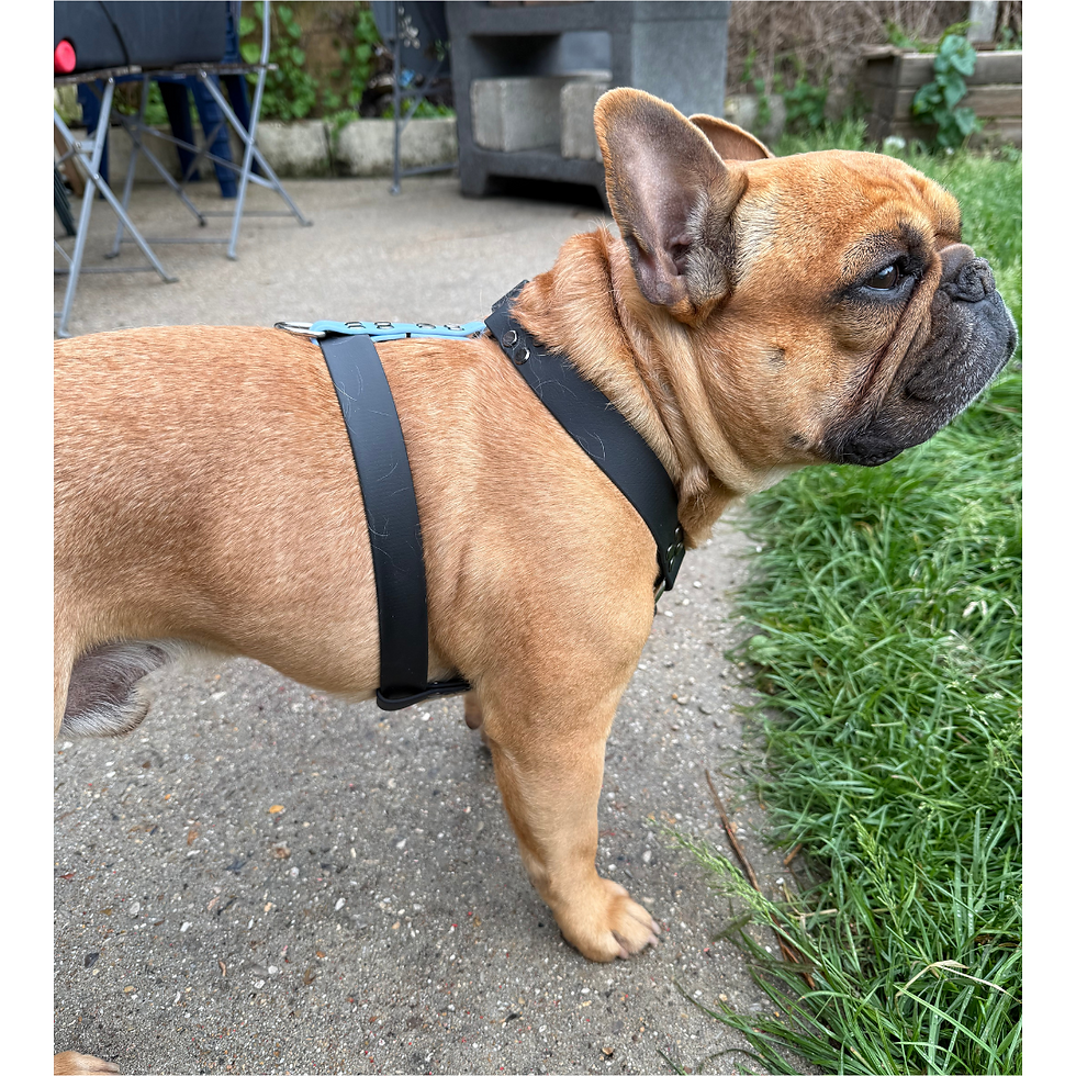 Miniature : harnais en biothane