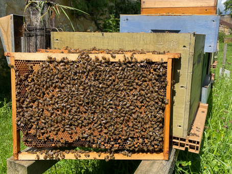 C'est la journée mondiale des abeilles !