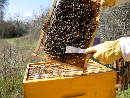 Vous aussi, devenez berger des abeilles !