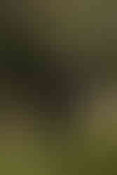 A groom posing for his portait 