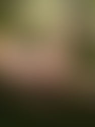 Rewilding the Art Book