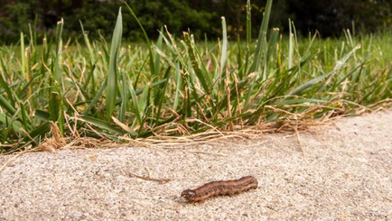 Unwanted Guests: Identifying and Treating Common Lawn Pests in the Inland Northwest