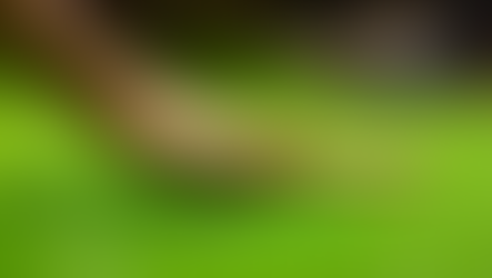 Spring into Action: Essential Lawn Care Tips for Spring in the Inland Northwest