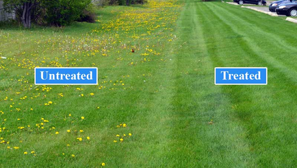 Keep Weeds at Bay: The Importance of Lawn Pre-Emergent in the Inland Northwest