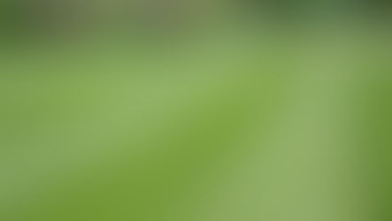 The importance of Spring Fertilizer and Weed Control