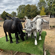 Clear goats.jpeg