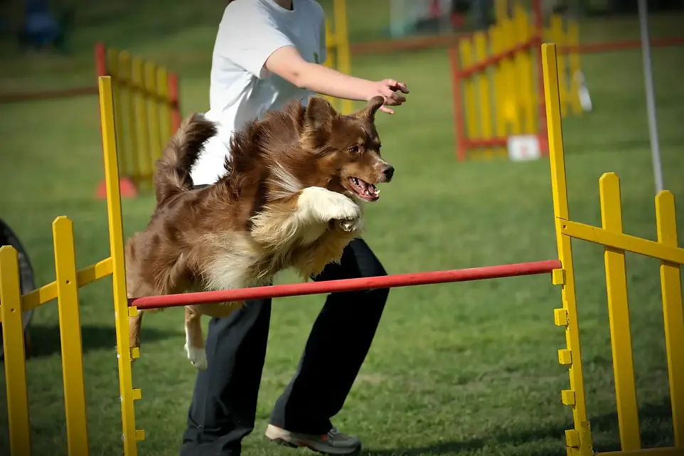Dog jumping hurdle under trainer guidance.