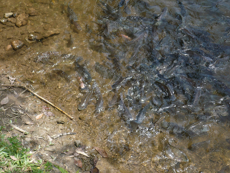 P1100935.JPG