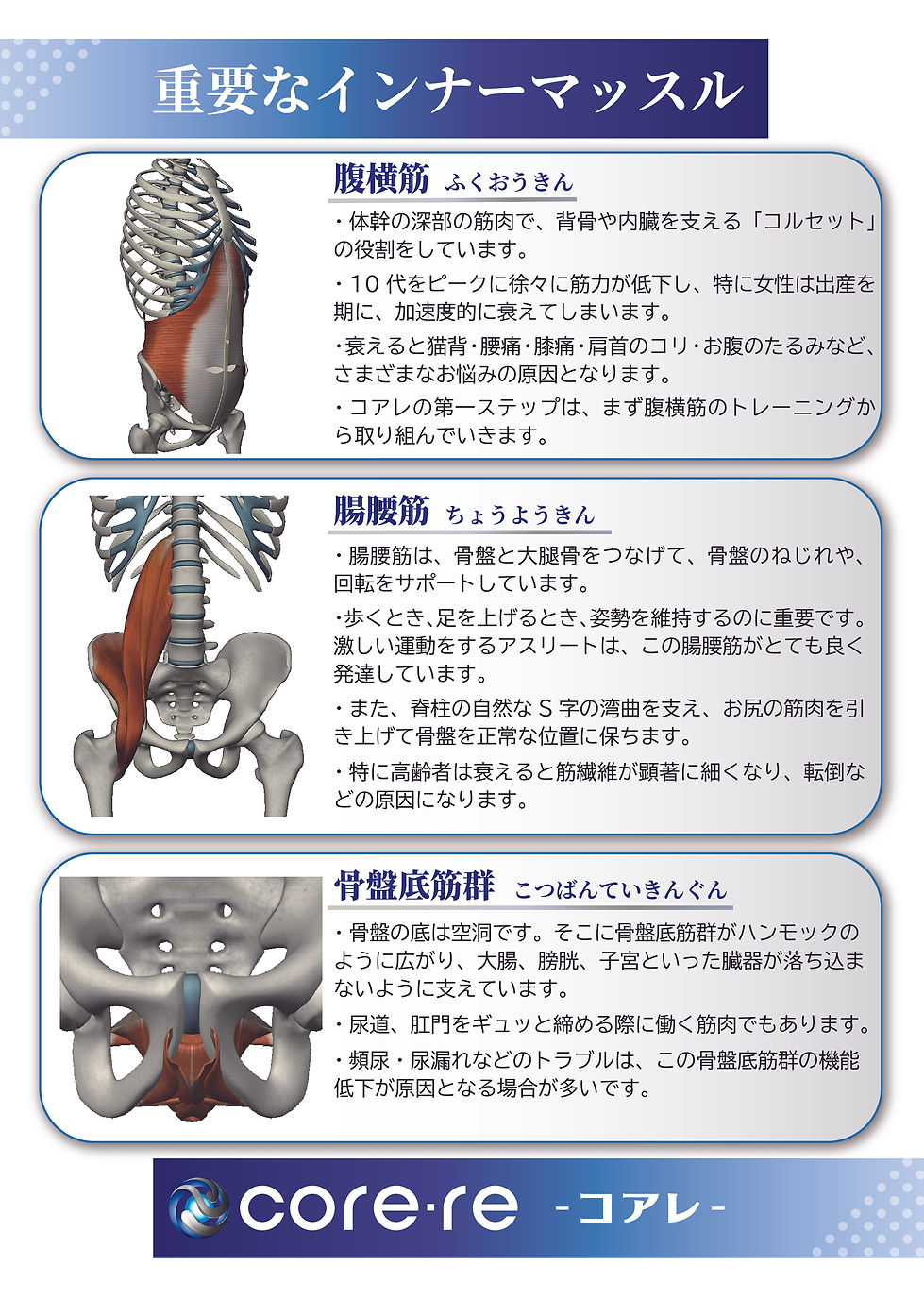 重要なインナーマッスル.jpg
