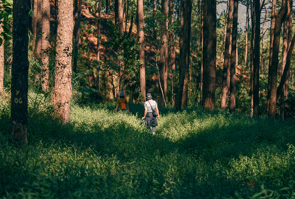 WILDKRÄUTER WANDERUNG im Wald