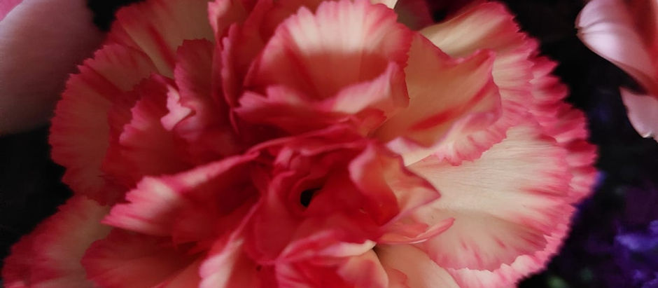 Soft-focus blooming flower symbolizing sexual wellness and intimacy, representing sex therapy and pleasure-focused healing